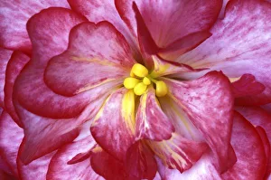 Pedal Prints: Pink dahlia detail