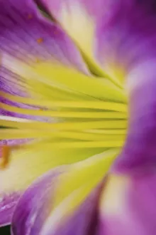 Anna Miller Prints: Pink daylily