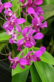 Hanging Prints: Pink dendrobium orchid