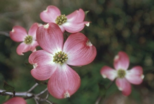 Dogwood Prints: Pink dogwood blooms