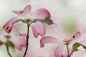 Images Dated 31st March 2012: Pink dogwood tree blossoms, Louisville, KY