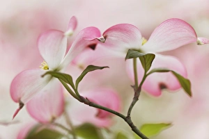 Images Dated 31st March 2012: Pink dogwood tree blossoms, Louisville, KY