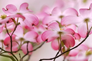Images Dated 31st March 2012: Pink dogwood tree blossoms, Louisville, KY