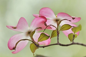 Images Dated 31st March 2012: Pink dogwood tree blossoms, Louisville, KY