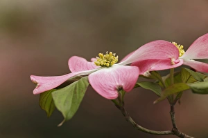 Images Dated 31st March 2012: Pink dogwood tree blossoms in spring, Louisville, Kentucky