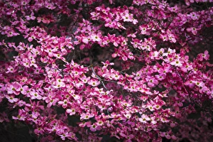 Sierras Prints: Pink Dogwood, Yosemite National Park, California USA