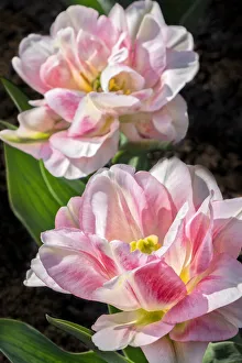 Images Dated 3rd September 2019: Pink double early tulip, USA