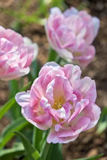 Images Dated 3rd September 2019: Pink double tulips, USA