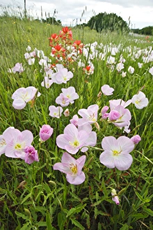Images Dated 2nd May 2010: Pink Evening Primrose (Oenothera speciosa) and Indian Paintbrush (Castilleja indivisa)