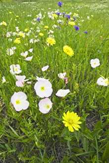 Roadside Prints: Pink Evening Primrose (Oenothera speciosa) on north Texas roadside