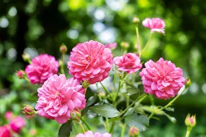 Images Dated 3rd September 2019: Pink ever-blooming rose bush, USA