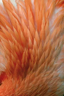 Point Prints: Pink feather pattern on back of flamingo, Florida