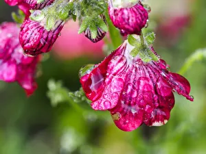 Pink flower covered in dew from a recent rain