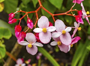 Rapa Nui Prints: Pink flowering Begonia, Easter Island, Chile