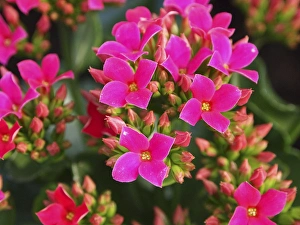 Images Dated 7th April 2011: Pink flowers
