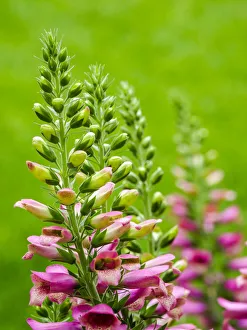 Pink foxglove blossoms