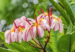 Shrub Prints: Pink frangipani plumeria, Waikiki
