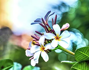Shrub Prints: Pink frangipani plumeria, Waikiki