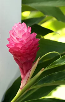 Images Dated 25th February 2004: Pink Ginger Flower, Pearl City, Hawaii