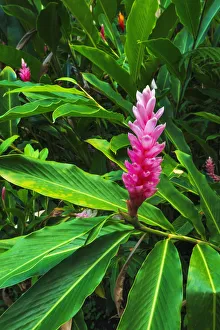 Grave Prints: Pink ginger at Hawaii Tropical Botanical Garden, Hamakua Coast, Big Island, Hawaii, USA