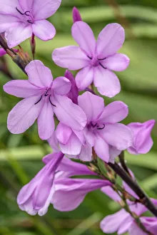 Tubular Prints: Pink Gladiolus