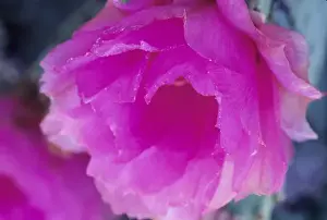 Opening Prints: Pink Hedgehog Cactus blossom (Echinocereus fendleri), Arizona-Sonora Desert Museum