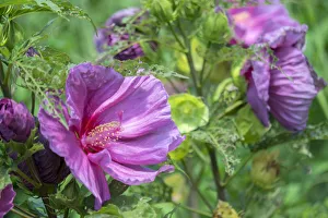 Malvaceae Prints: pink Hibiscus, USA