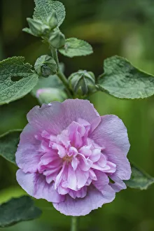 Ruffle Prints: Pink hollyhock
