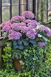 Pennsylvania Prints: Pink hydrangea in pot at Longwood Gardens Conservatory, Pennsylvania