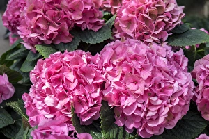Images Dated 11th May 2015: Pink Hydrangea, USA