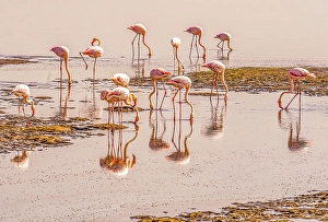 Pink Lake, Walvis Bay, Namibia. Portrait of group of Lesser flamingos feeding on micro organisms rich in beta carotene in lake
