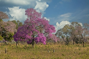 Pantanal Prints: Pink Lapacho tree in full bloom along the Transpantaneira Highway, Brazil, South America