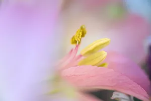 Lily Prints: Pink lily flower