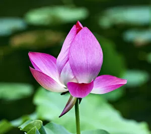 China Collection: Pink Lotus Blooming and Close Up Lotus Pond Temple of the Sun Beijing China China