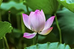 Pink Lotus Blooming and Close Up Lotus Pond Temple of the Sun Beijing China