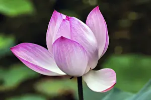Shade Prints: Pink Lotus Blooming and Close Up Lotus Pond Temple of the Sun Beijing China