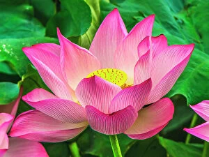 : Pink lotus blooming, Hangzhou, China. Sacred flower in Buddhism native to China