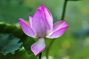 Pink Lotus Blooming Lily Pads Close Up Lotus Pond Temple of the Sun Beijing China