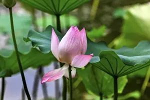 Sweet Prints: Pink Lotus Blooming Lily Pads Close Up Lotus Pond Temple of the Sun Beijing China