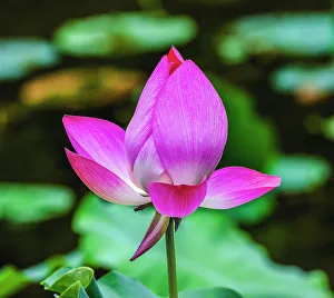 Pink lotus blooming, Temple of the Sun, Beijing, China