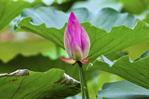China Collection: Pink Lotus Bud Lily Pads Close Up Lotus Pond Temple of the Sun Beijing China