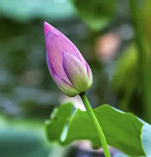 Shade Prints: Pink Lotus Bud Lily Pads Close Up Lotus Pond Temple of the Sun Beijing China