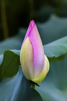 Images Dated 16th August 2009: Pink Lotus Bud Lily Pads Close Up Lotus Pond Temple of the Sun Beijing China