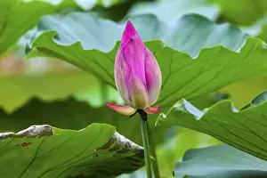 Pink Lotus Bud Lily Pads Close Up Lotus Pond Temple of the Sun Beijing China