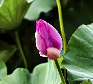 Images Dated 5th August 2014: Pink Lotus Bud Lily Pads Close Up Lotus Pond Temple of the Sun Beijing China China