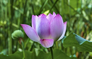 China Collection: Pink Lotus Flower Lily Pads Close Up Lotus Pond Summer Palace Beijing China
