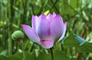 Sweet Prints: Pink Lotus Flower Lily Pads Close Up Lotus Pond Summer Palace Beijing China