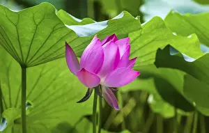 Images Dated 7th August 2014: Pink Lotus Flower Lily Pads Close Up Lotus Pond Summer Palace Beijing China