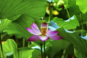 Sweet Prints: Pink Lotus Flower Stamen Lily Pads Close Up Lotus Pond Summer Palace Beijing China