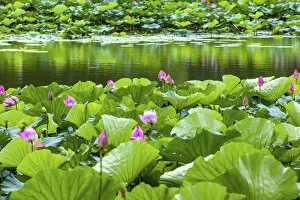 China Collection: Pink Lotus Pads Garden Reflection Summer Palace Beijing China